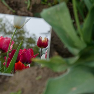 Tulpenfeld...... Jürgen Herborn 